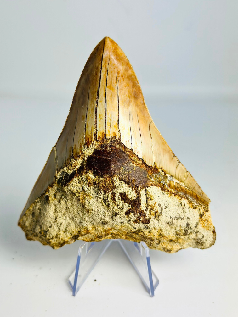 Megalodon-Zahn ''Tainted Proof'' (Indonesien) - 10,9 cm