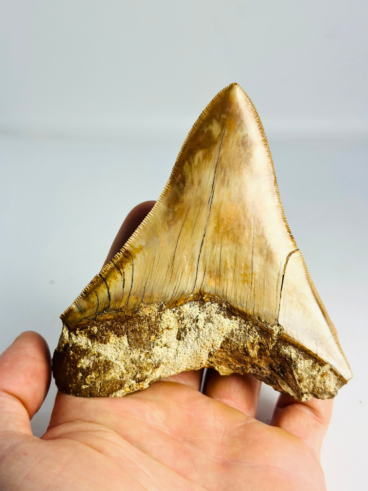 Megalodon tooth ‘’Tainted Proof‘’ (Indonesia) - 10,9 cm