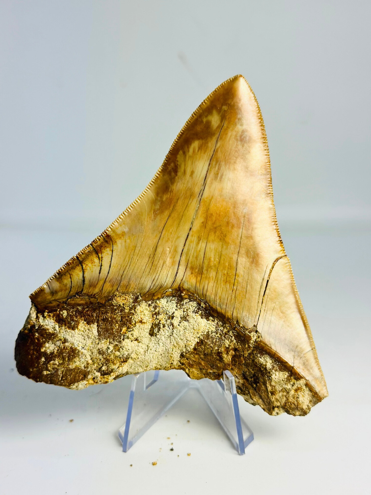 Megalodon-Zahn ''Tainted Proof'' (Indonesien) - 10,9 cm