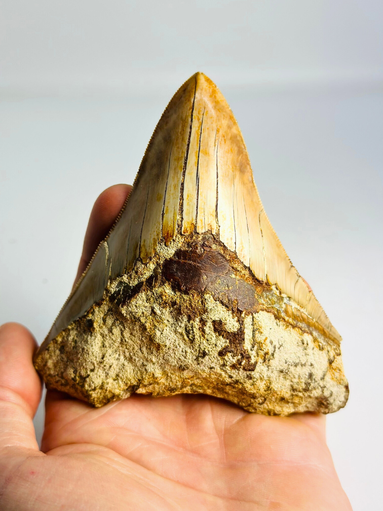 Dente di megalodonte ''Tainted Proof'' (Indonesia) - 10,9 cm