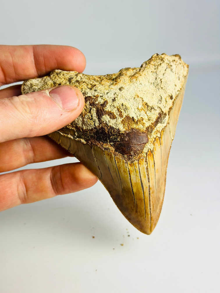 Megalodon tooth ‘’Tainted Proof‘’ (Indonesia) - 10,9 cm