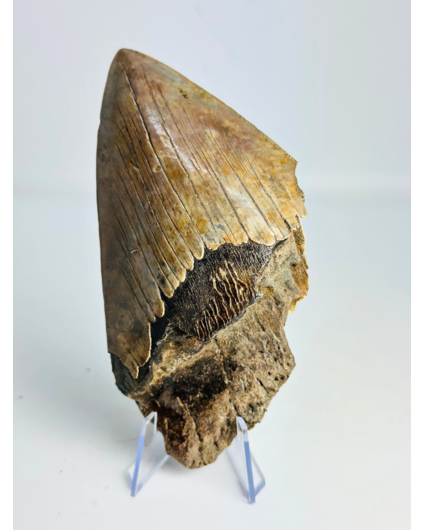 Dente di Megalodon "The Bashed" (USA) - 13,2 cm (5,20 in)