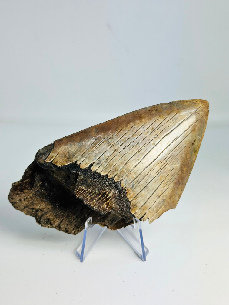 Dent de mégalodon "The Bashed" (US) - 13,2 cm (5,20 in)