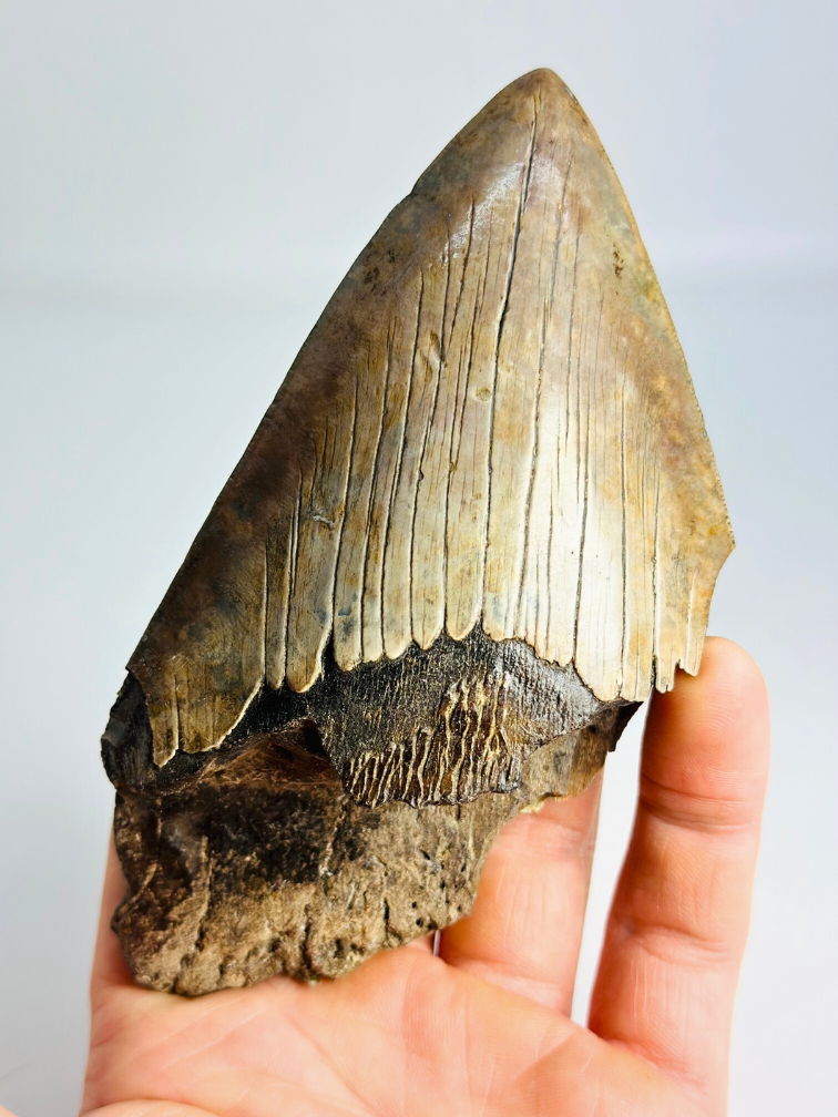 Megalodon tand "The Bashed" (VS) - 13,2 cm (5,20 inch)