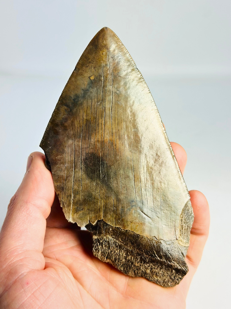 Dent de mégalodon "The Bashed" (US) - 13,2 cm (5,20 in)