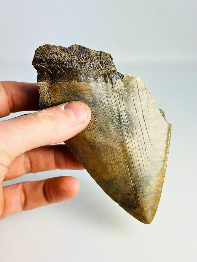 Dent de mégalodon "The Bashed" (US) - 13,2 cm (5,20 in)