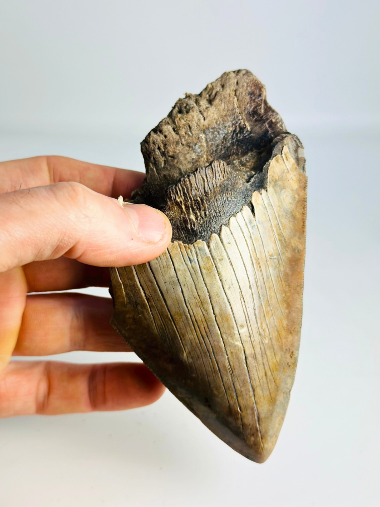 Megalodon tand "The Bashed" (VS) - 13,2 cm (5,20 inch)