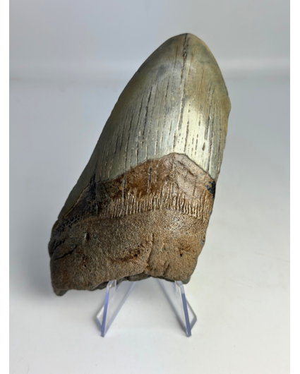 Dent de mégalodon "Sin of Greed" (US) - 12,3 cm