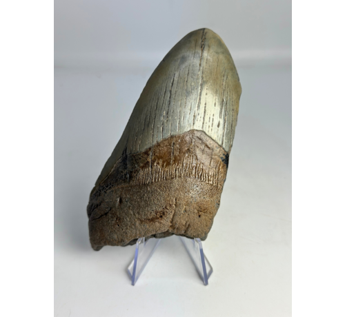Dente di Megalodon "Sin of Greed" (USA) - 12,3 cm