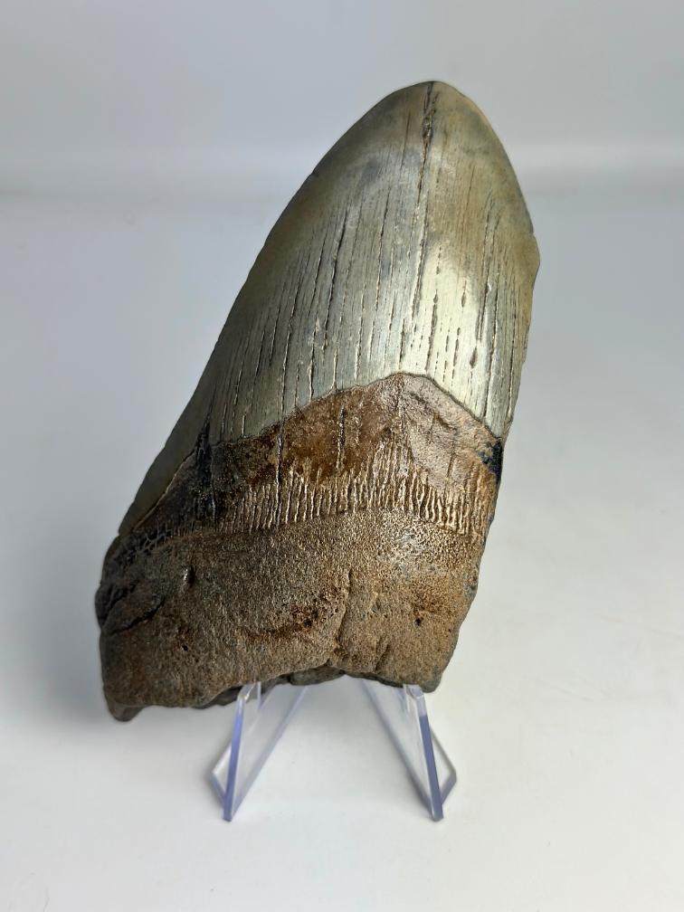 Dent de mégalodon "Sin of Greed" (US) - 12,3 cm