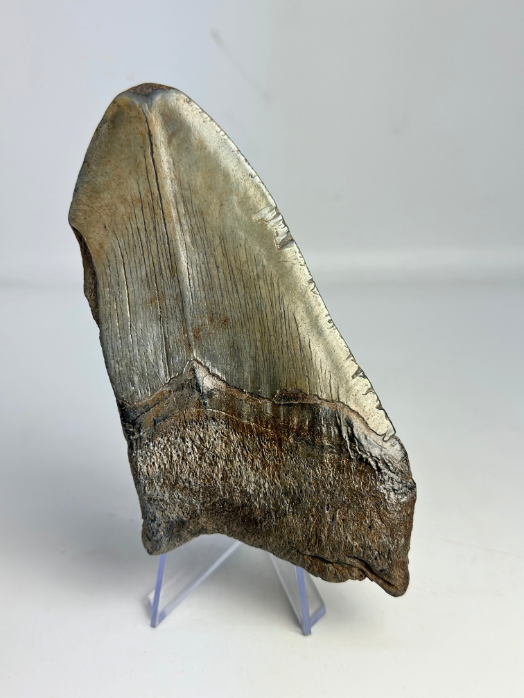 Dente di Megalodon "Sin of Greed" (USA) - 12,3 cm