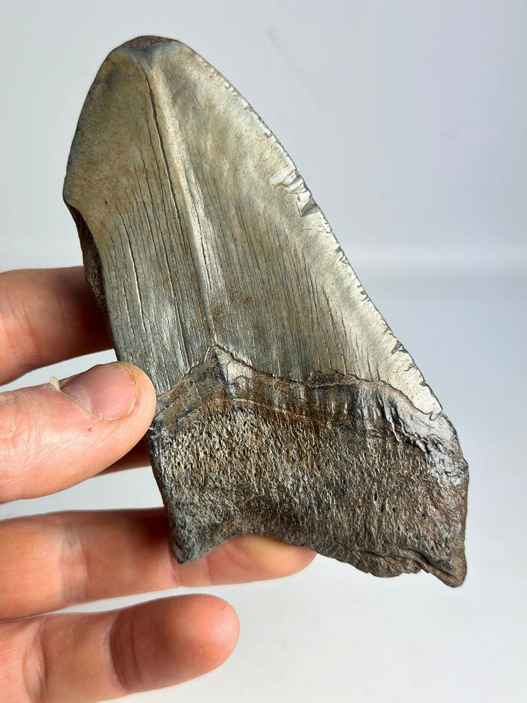 Dent de mégalodon "Sin of Greed" (US) - 12,3 cm