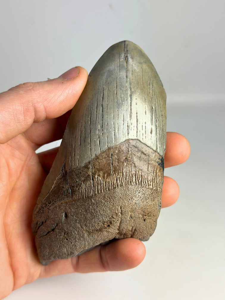 Dent de mégalodon "Sin of Greed" (US) - 12,3 cm