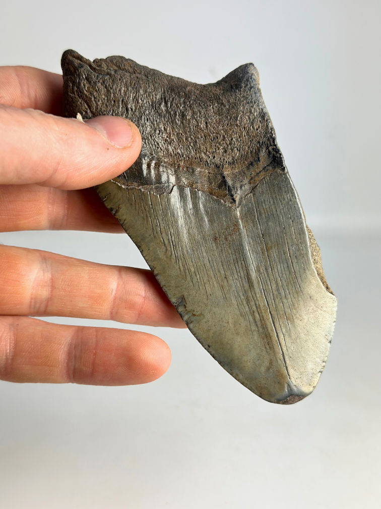 Dent de mégalodon "Sin of Greed" (US) - 12,3 cm