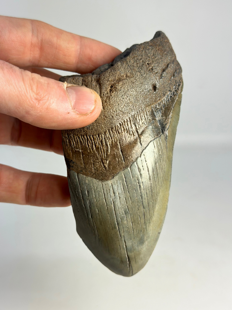 Dent de mégalodon "Sin of Greed" (US) - 12,3 cm