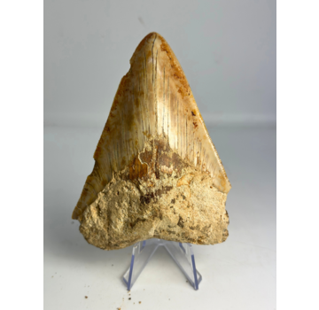 Dente di megalodonte ''Devozione di Paladino'' (Indonesia) - 11,9 cm