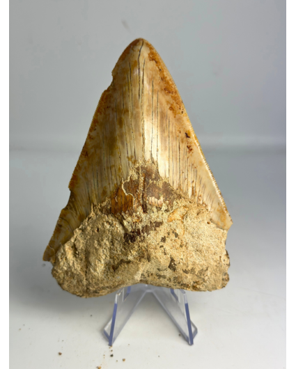 Megalodon-Zahn ''Hingabe des Paladins'' (Indonesien) - 11,9 cm