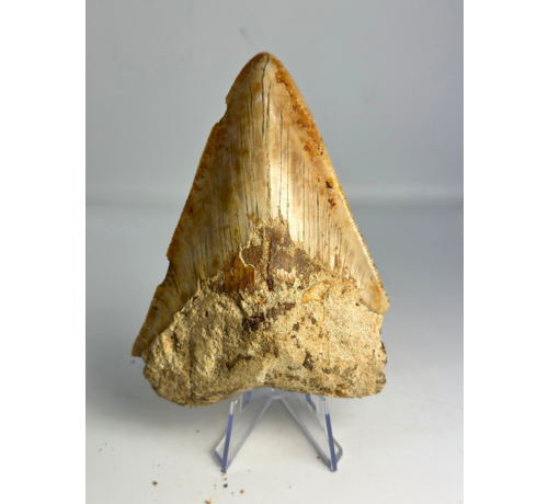 Dent de mégalodon ''Devotion of Paladin'' (Indonésie) - 11,9 cm