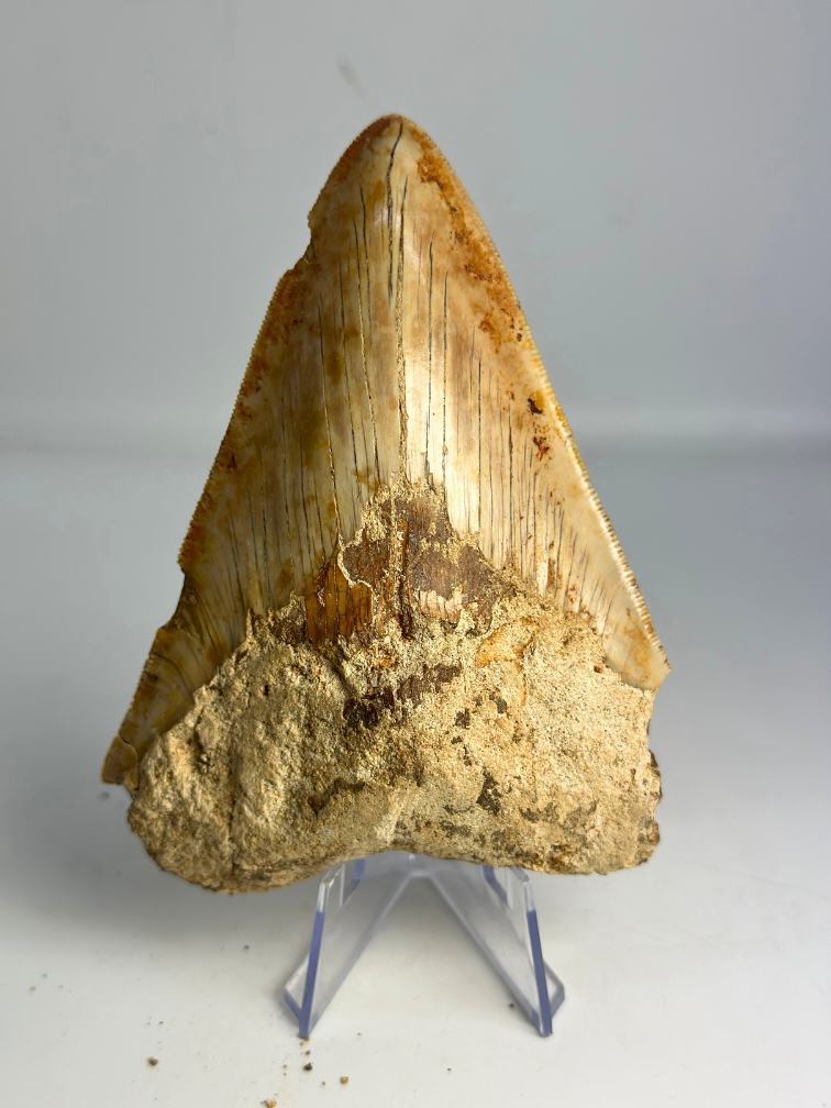 Dent de mégalodon ''Devotion of Paladin'' (Indonésie) - 11,9 cm