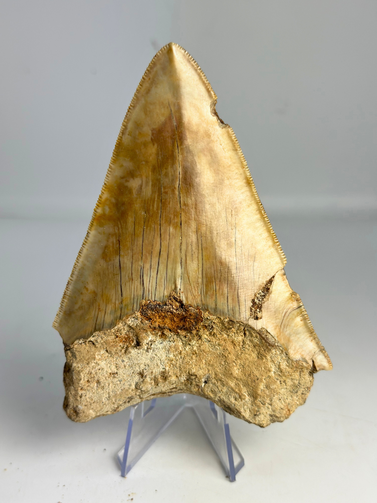 Megalodon tooth ‘’Devotion of Paladin‘’ (Indonesia) - 11.9 cm