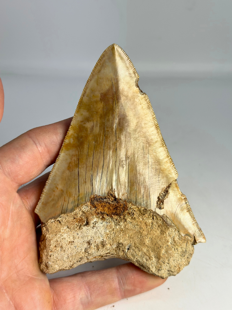 Megalodon tooth ‘’Devotion of Paladin‘’ (Indonesia) - 11.9 cm