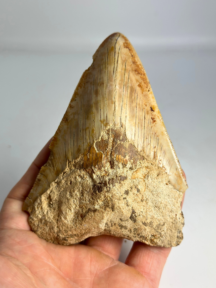 Dent de mégalodon ''Devotion of Paladin'' (Indonésie) - 11,9 cm