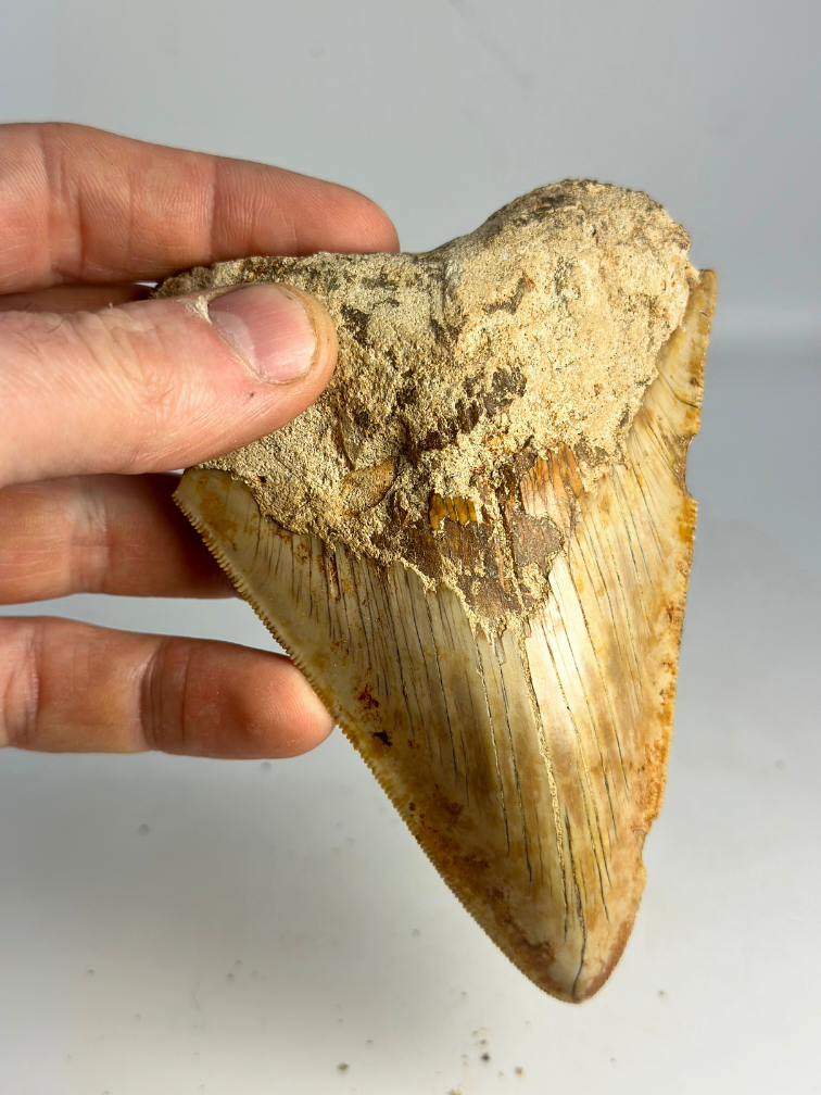 Megalodon tooth ‘’Devotion of Paladin‘’ (Indonesia) - 11.9 cm
