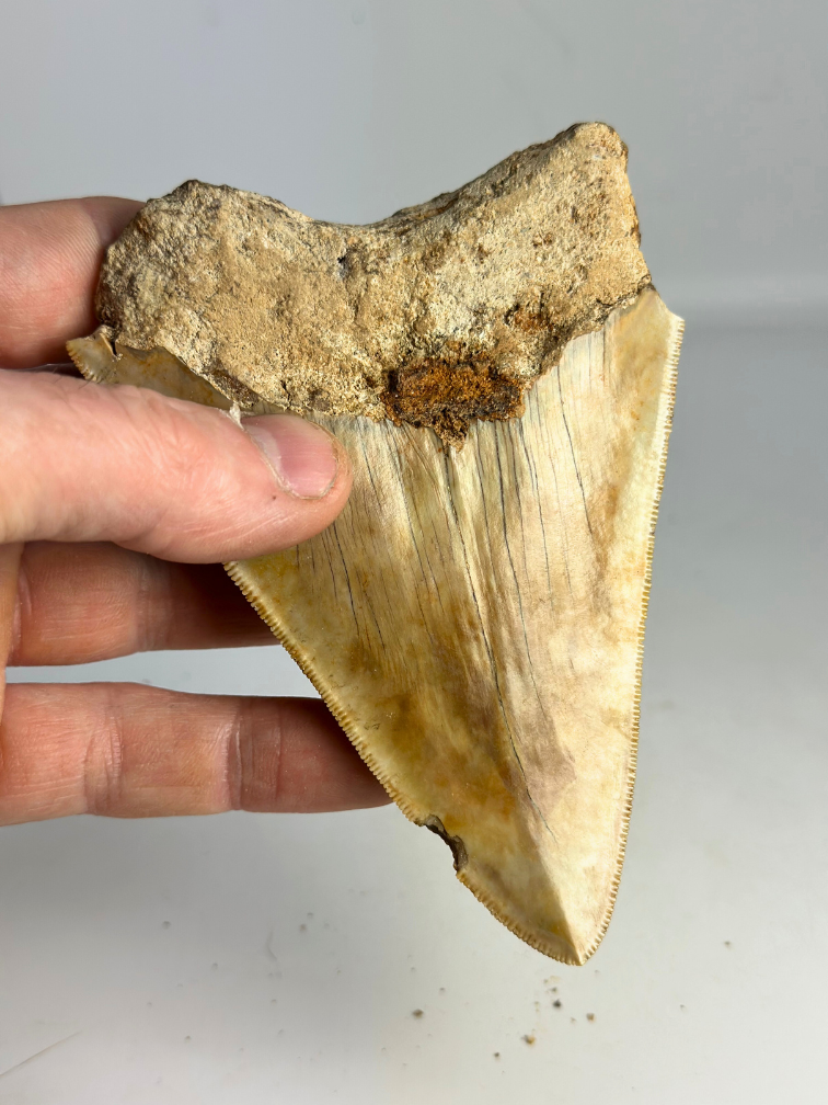 Megalodon tooth ‘’Devotion of Paladin‘’ (Indonesia) - 11.9 cm
