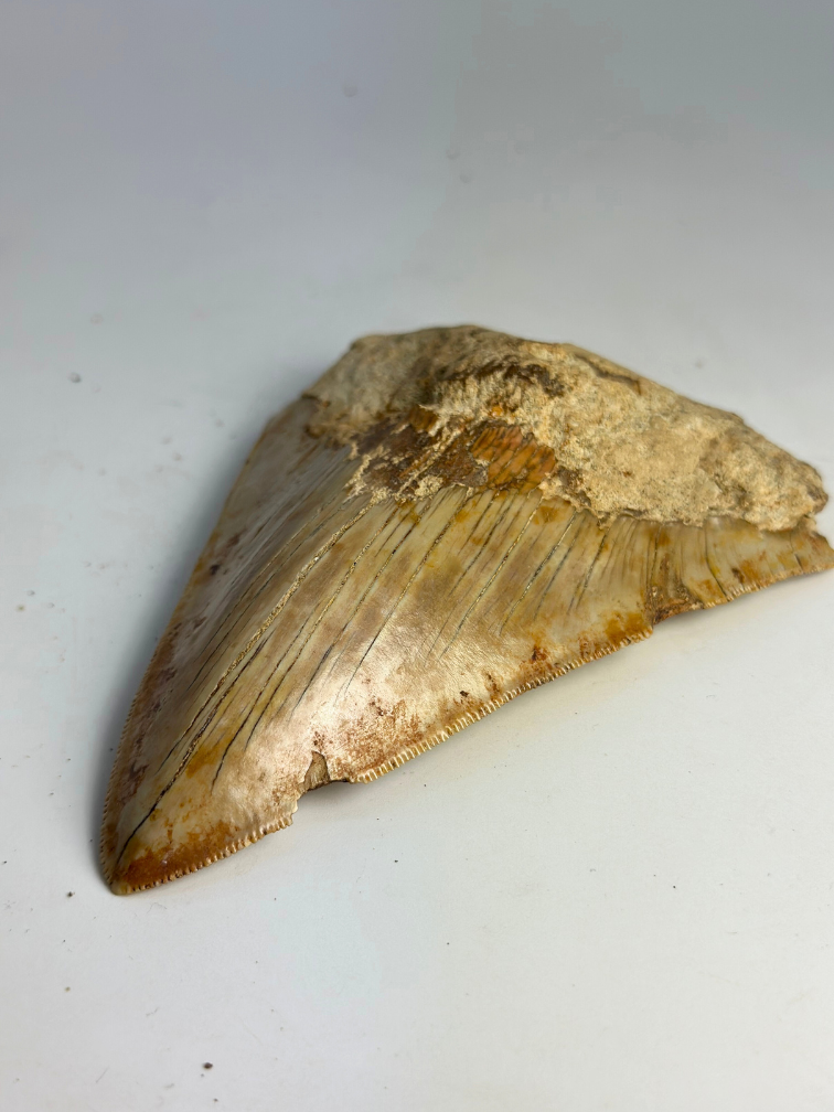 Dente di megalodonte ''Devozione di Paladino'' (Indonesia) - 11,9 cm