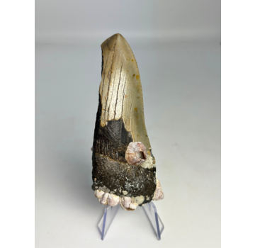 Dent de mégalodon "Alternate Lifeform" (US) - 10,6 cm