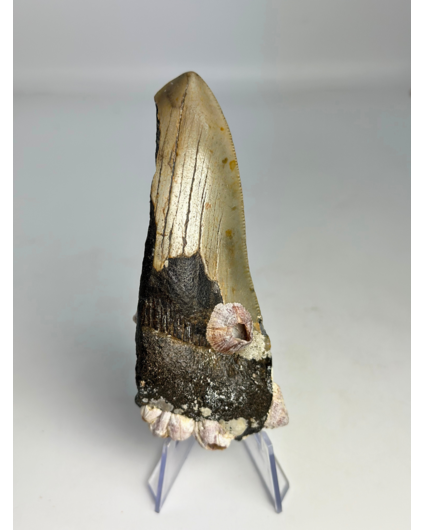 Megalodon-Zahn " Alternate Lifeform" (US) - 10,6 cm