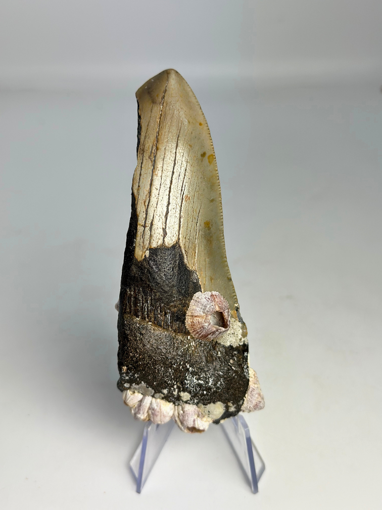 Megalodon Tooth "Alternate Lifeform" (US) - 10.6 cm