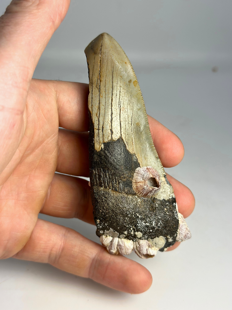 Dente di Megalodon "Alternate Lifeform" (USA) - 10,6 cm