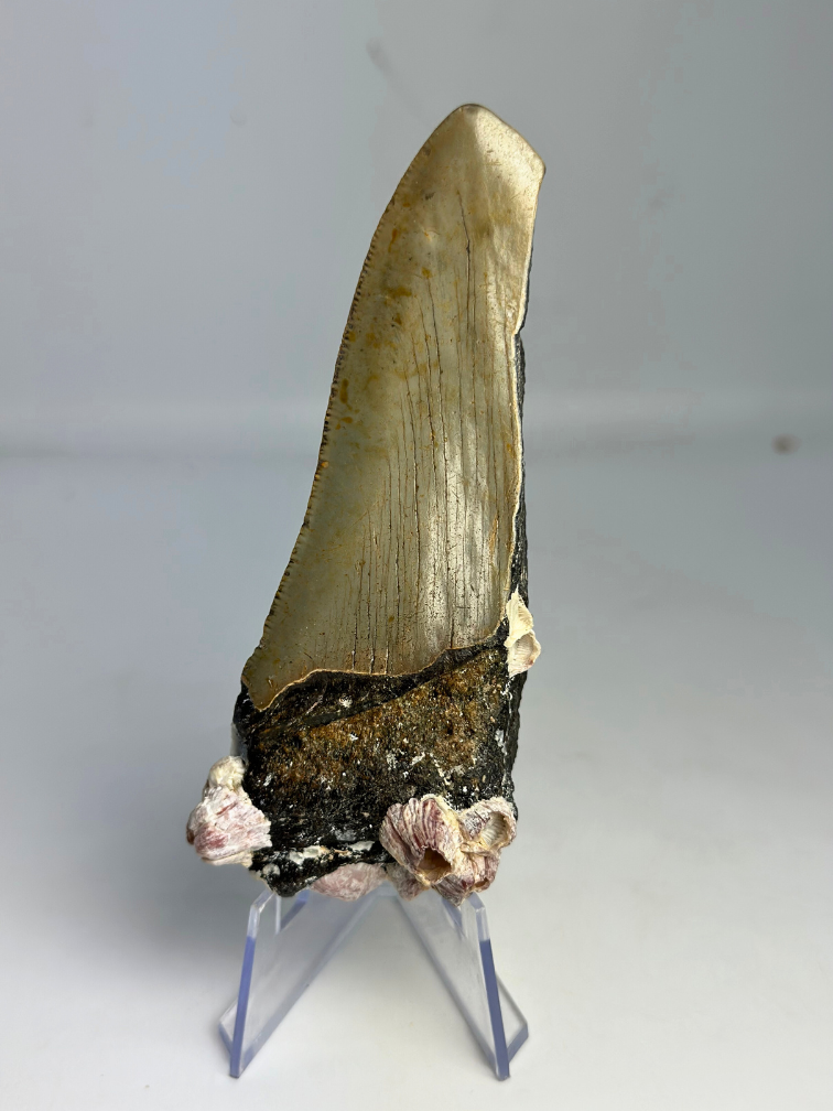 Dente di Megalodon "Alternate Lifeform" (USA) - 10,6 cm