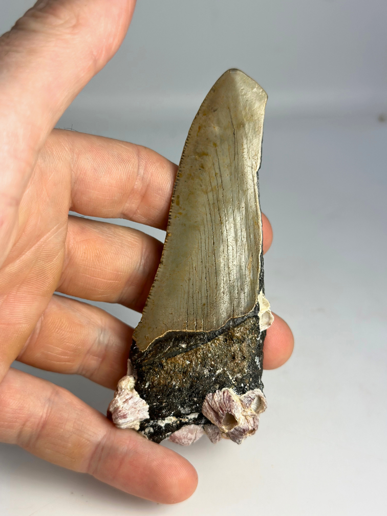 Diente de Megalodón " Alternate Lifeform" (US) - 10.6 cm
