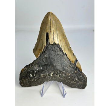 Dent de Mégalodon « Bone Yard » (États-Unis) - 13,7 cm