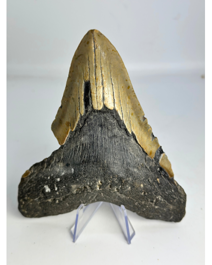 Megalodon tand "Bone Yard" (VS) - 13,7 cm