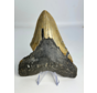 Megalodon-Zahn „Bone Yard“ (USA) – 13,7 cm