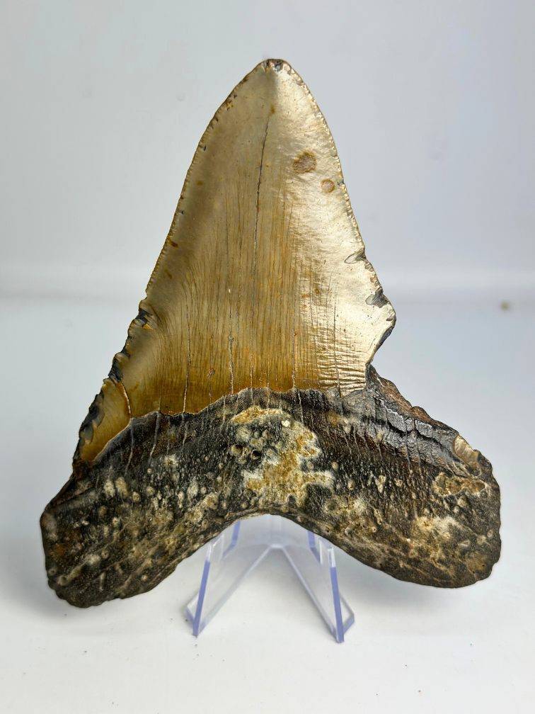 Dente di Megalodonte “Bone Yard” (USA) - 13,7 cm