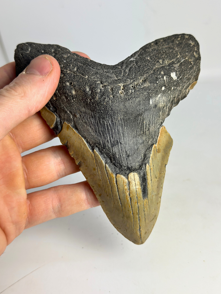 Dente di Megalodonte “Bone Yard” (USA) - 13,7 cm