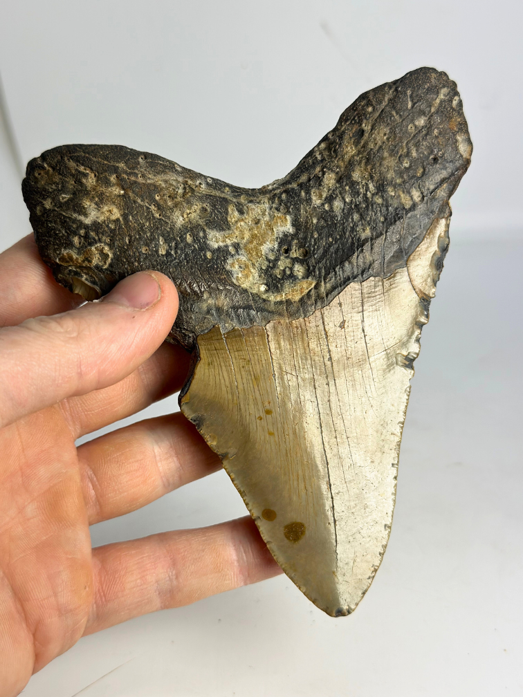 Dente di Megalodonte “Bone Yard” (USA) - 13,7 cm