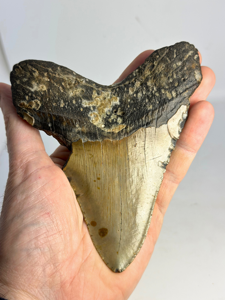 Dente di Megalodonte “Bone Yard” (USA) - 13,7 cm