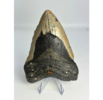 Megalodon-Zahn " Sinful Nature" (US) - 12,3 cm
