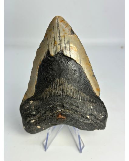 Diente de megalodón "Sinful Nature" (US) - 12,3 cm