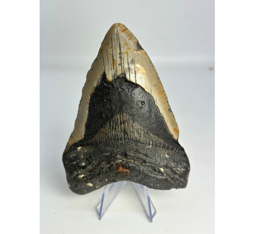 Megalodon Tand "Sinful Nature" (VS) - 12,3 cm