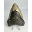 Megalodon Tand "Sinful Nature" (VS) - 12,3  cm