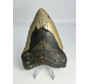 Dente di Megalodon "Sinful Nature" (USA) - 12,3 cm
