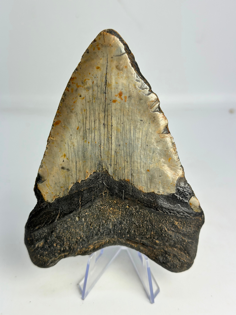 Dente di Megalodon "Sinful Nature" (USA) - 12,3 cm