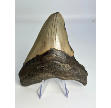 Dente di megalodonte ''The First Weapon'' (VS) - 11,3 cm