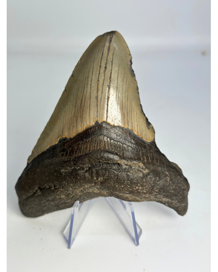 Dente di megalodonte ''The First Weapon'' (VS) - 11,3 cm